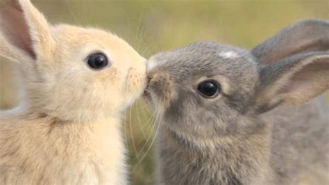 Animals In Love Cute Animals Expressing Feelings
