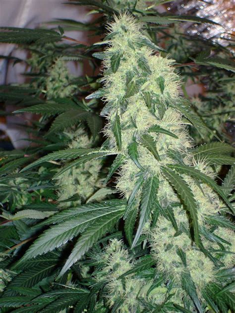 Check spelling or type a new query. 7 Rules to Follow to Grow Weed and Never Get Caught | Grow ...