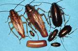 Images of Vacuum Cockroach