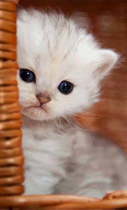 Lovely Pets 5 Cutest Kittens You Will Ever See