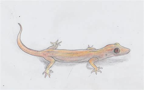 Lizard pencil drawing is one of the easiest and efficient arts, which you can get as a complete moment as well as total time pastime or work. Asian gecko, quick drawing project, Jenny Jump, pencil ...