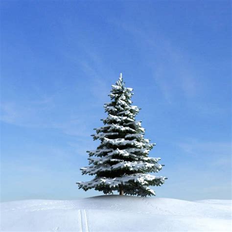 Snow Covered Pine Tree 3d Model