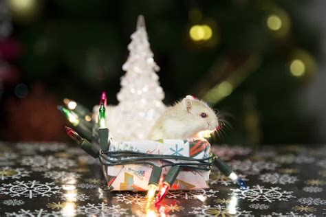 Hamster At The Christmas Tree Stock Photo Image Of Cold Winter