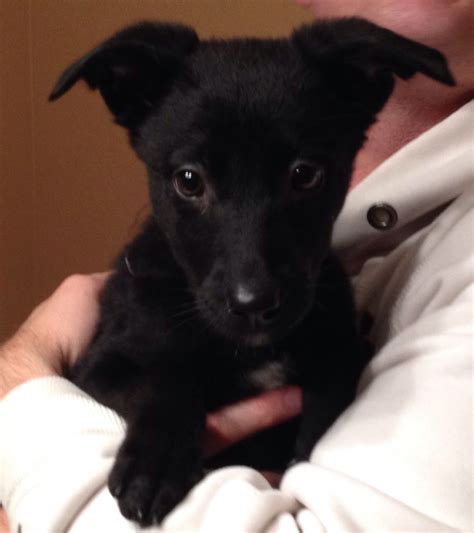 Black Labgerman Shepherd Mix Puppy Way Too Adorable This Is The