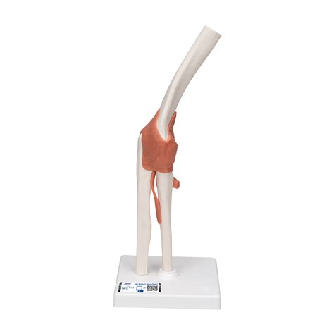 Anatomical Models Joint Models Functional Elbow Joint