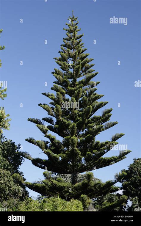 Norfolk Pine Araucaria Heterophylla New Zealand Stock Photo Alamy
