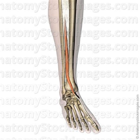 Knock out all these exercises in this order to really feel each muscle of your legs come alive in new ways. Anatomy Stock Images | lowerleg-musculus-extensor-hallucis-longus-muscle-tendon-distal-phalanx ...