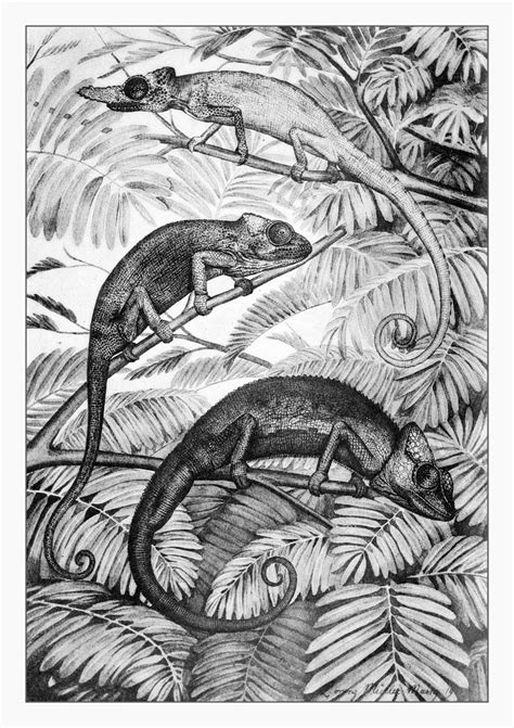 Chameleon Chameleon Vintage Art Free Stock Photo - Public Domain Pictures