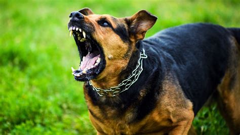 The Most Dangerous Dog Breeds Throughout History