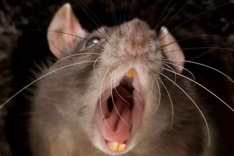 Edinburgh Invaded By Mutant Super Rats Which Feed On Poison Meant To