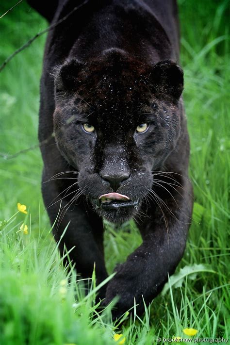 Athena The Stunning Female Black Jaguar At The Whf Wildlife Heritage