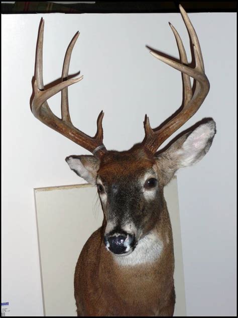 Pictures Of 130 Inch Bucks