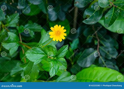 Little Yellow Star Field Little Yellow Star Stock Image Image Of