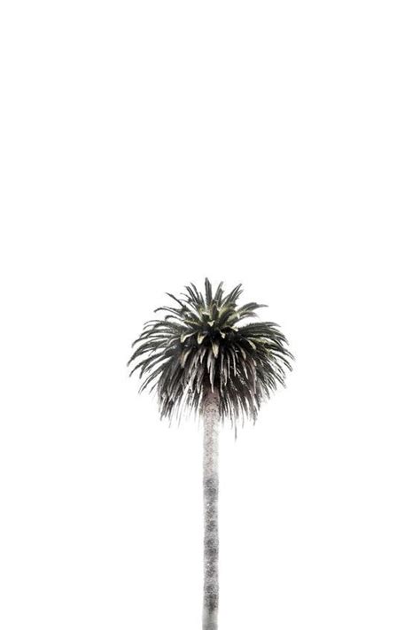 Palm Tree Aesthetic Vacation Photography Ideas Palm