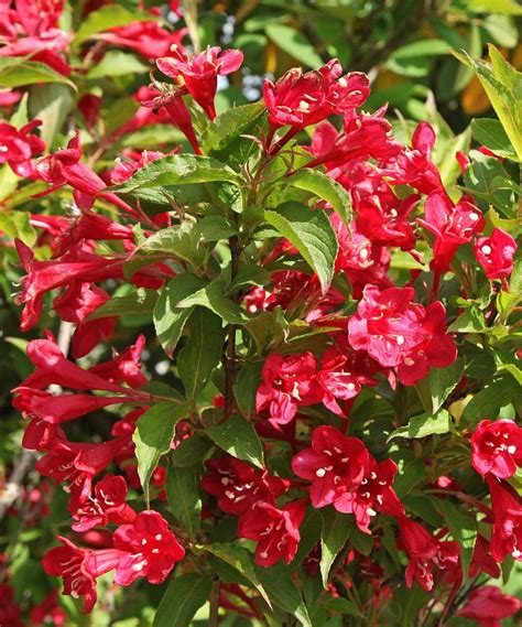 Look At This Zulilyfind Live Minuet Weigela Plant Set Of Two By