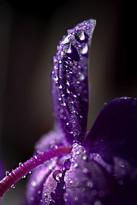 Bloggen Er Fjernet All Things Purple Purple Flowers Shades Of Purple