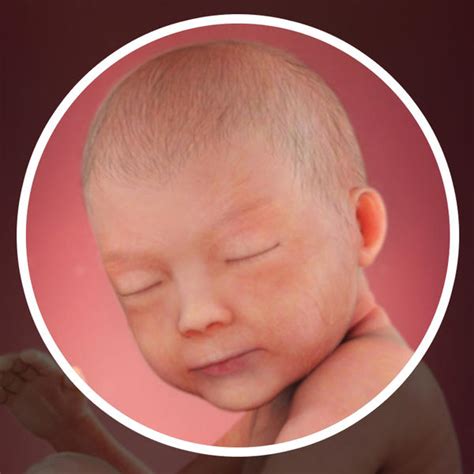 Fetal Development 30 Weeks Pregnant Babycenter India