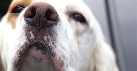 Pink Spots On Dog Lips 9 Causes And Solutions