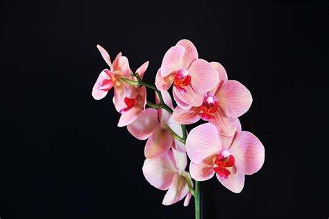 Orchid Flower Pink Plant Phanelopsis Nature Exotic Flowers