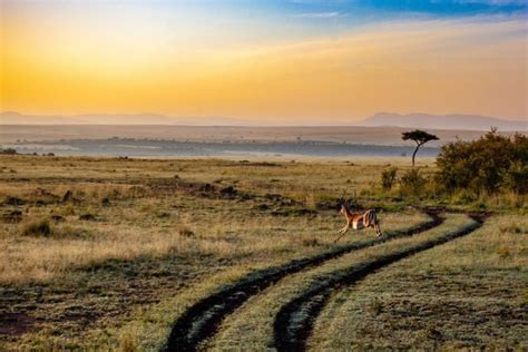 Pourquoi Faire Un Voyage Au Kenya Safaris And Voyages