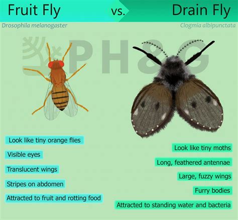 Fruit Flies Vs Drain Flies 7 Ways To Identify Them Peppers Home