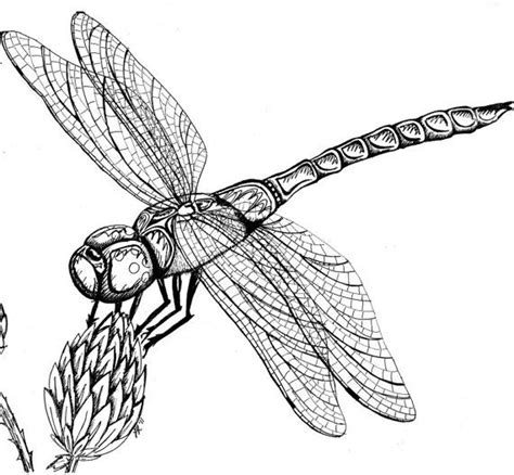 Dragonfly On Milkweed Original Pen And Ink By Menacecreations