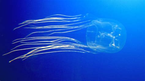 Scientists Discover Potential Antidote To Box Jellyfish