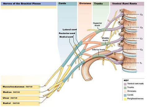Nerve Plexuses Peripheral Nerves Plexus Products Human Anatomy And My