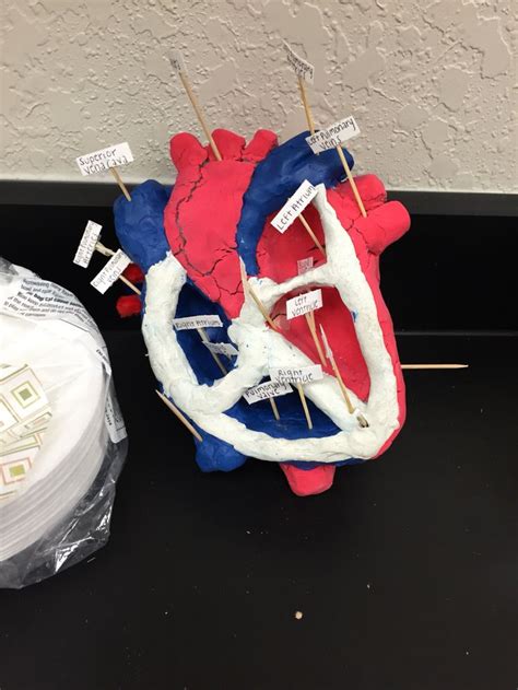 3 D Heart Model Biology Science Fair Projects School Science