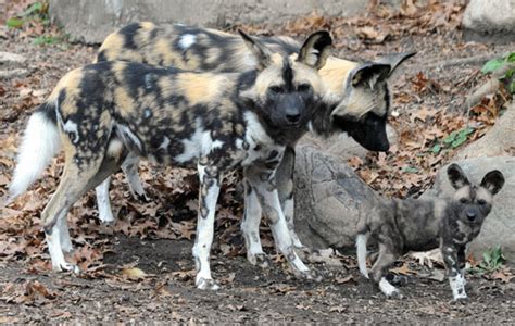African dog has monkey dinner. Chicago Zoological Society - Brookfield Zoo & The Chicago Zoological Society