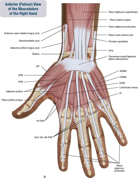 Arm Muscle Diagram Side View Muscles Of The Arm And Hand Anatomy