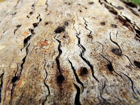 Hd Wallpaper Wood Bark Tree Macro Closeup Nature Texture