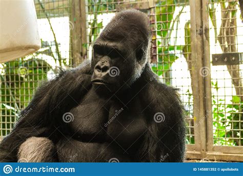 Thinking Gorilla Stock Photo Image Of Face Herbivore 145881352