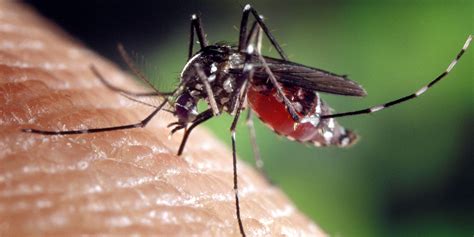 Researchers Develop Pesticide Free Mosquito Proof Clothing Beyond