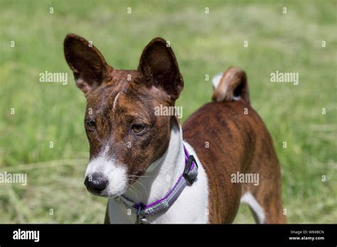 Cute Brindle Basenji Puppy Is Standing On A Green Meadow Pet Animals