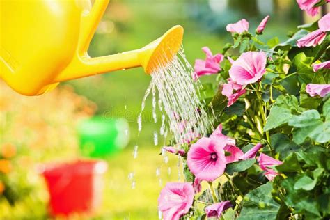 Watering Flowers In Garden Stock Image Image Of Leaf 56985417