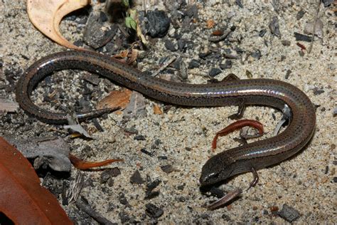 Two Toed Earless Skink Rewild Perth