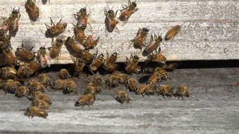 Honey Bees Youtube