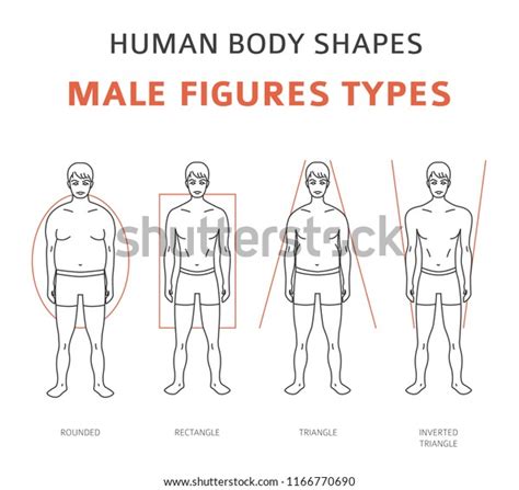Human Body Shapes Male Figures Types Stock Vector Royalty Free 1166770690