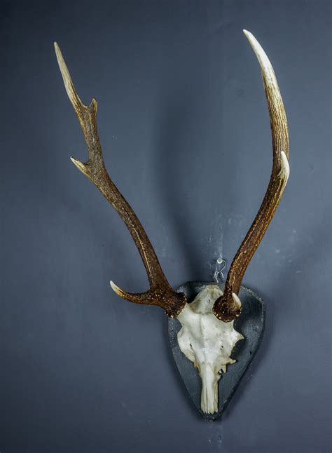 Japanese Sika Deer Skull Cap And Antlers On Shield Ans316 Antlers
