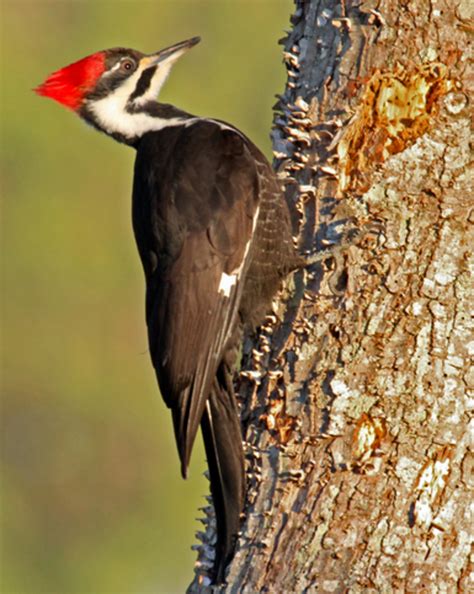 North Carolina Woodpeckers Hubpages