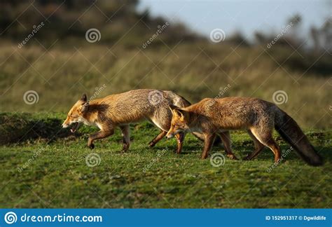 Red Foxes Chasing Each Other In The Field Stock Image Image Of Nature