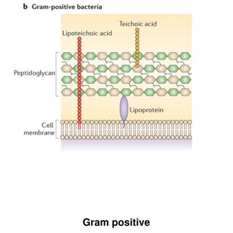 Typical Bacterial Cell Walls Showings The Cell Wall Of Gram Negative