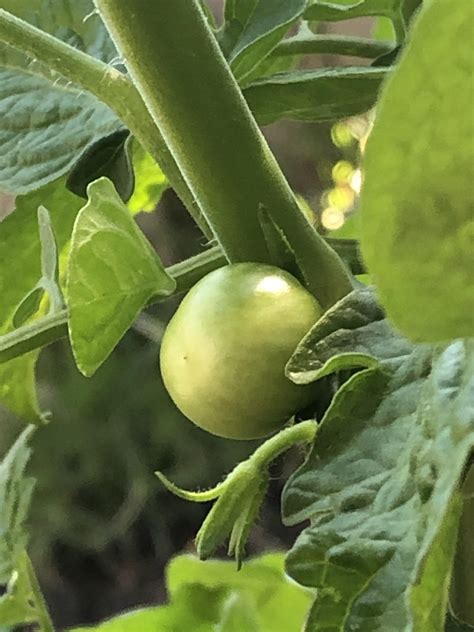 My Tomatoes Are Finally Stating To Grow Scrolller