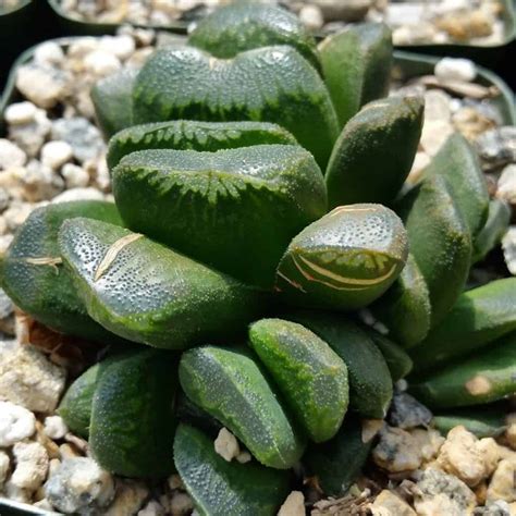 10 Rare Succulents And Where To Buy Them In 2024