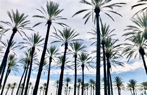 Beautiful Palm Trees In Southern California Rmostbeautiful