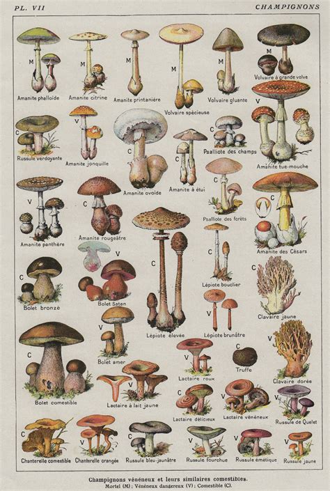 Pin By Tom Franklin On Printables Stuffed Mushrooms Mushroom Chart
