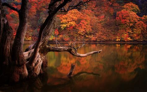 Wallpaper Sunlight Landscape Colorful Forest Fall Lake Water