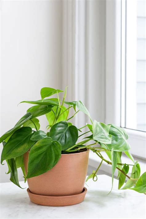 How To Grow And Care For Philodendrons House Plant Care Plants Succulents Indoor