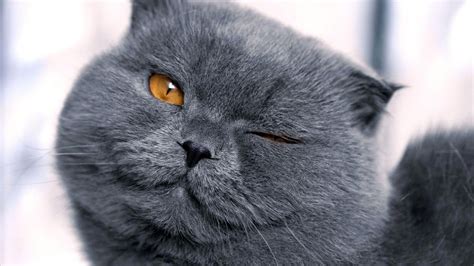 31cute Scottish Fold Cat Photos We Need Fun